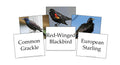 Birds Flashcards by Memoria Press