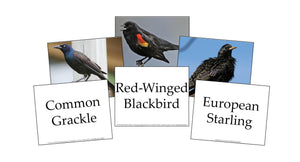 Birds Flashcards by Memoria Press